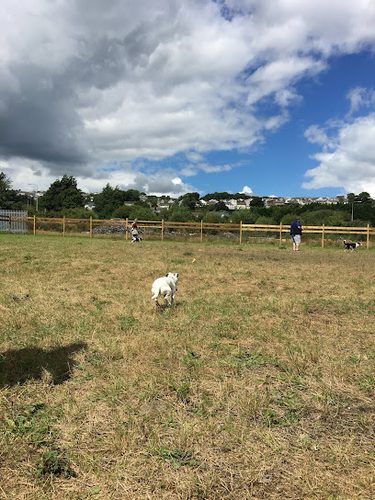 Cwtchy Canines — secure dog field in Llanelli