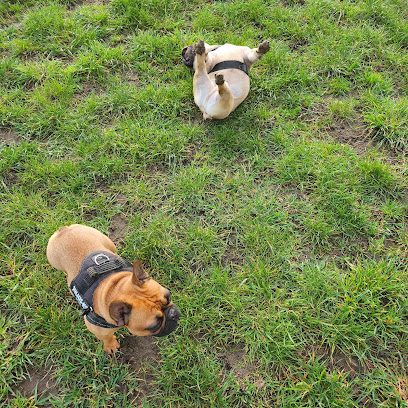 Oak Farm Dog Run — secure dog field in Bury Saint Edmunds