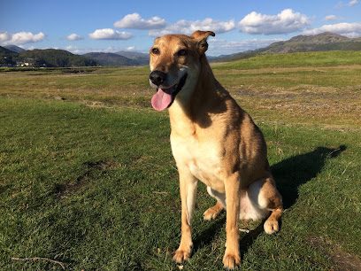 K9 Walkies Klub — secure dog field in Fairbourne