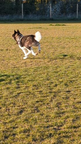 Skirlaugh secure dog walking field — secure dog field in Hull