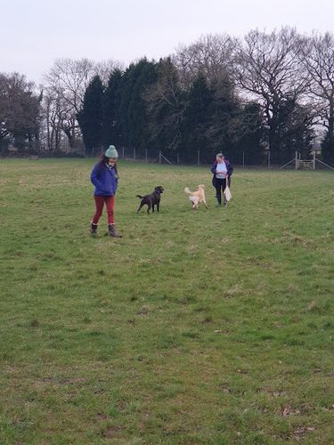 The Oaks at Secure Dog Walking Field Surrey — secure dog field in Redhill