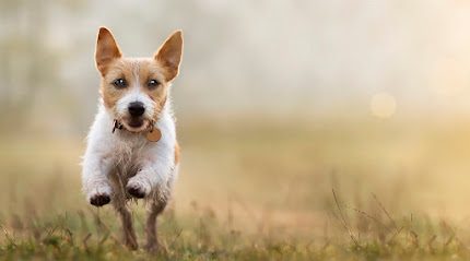 Grange Farm Dog Fields — secure dog field in Peterborough