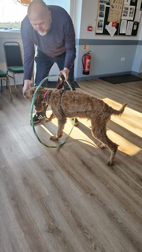 Fun & Games Dog Training — secure dog field in Clarbeston