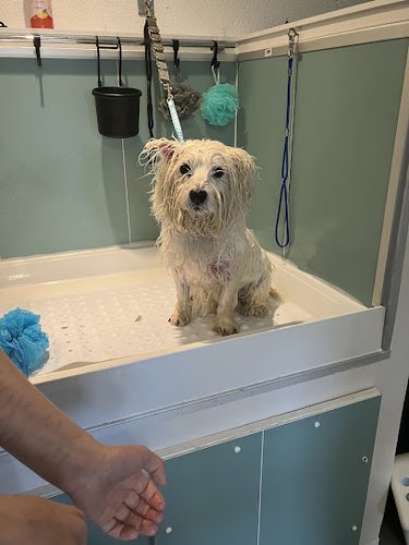 Cosheston Dog Services — secure dog field in Pembroke Dock