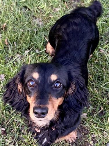 Go Barkers Public Dog Field & Dog Walking Service — secure dog field in Preston