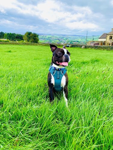 Lees Moor Paws — secure dog field in Keighley
