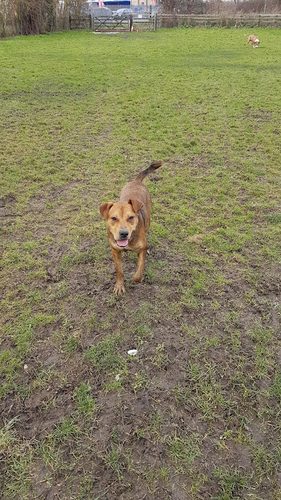 Field of Freedom - Chertsey — secure dog field in Chertsey