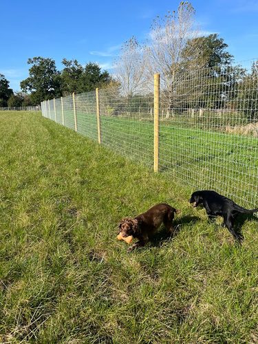 Spots Meadow | Little Bealings — secure dog field in Woodbridge