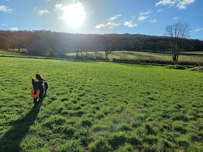 Wiggle Tails — secure dog field in Bridport