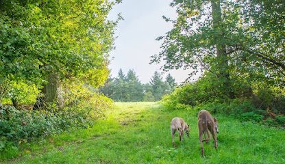 Bonnie Dogs — secure enclosed dog field in Haywards Heath, West Sussex
