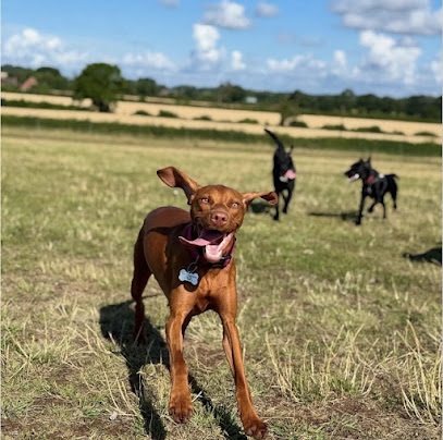 Harbury Fields Dog Walking Fields — secure dog field in Leamington Spa