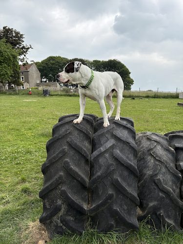 Paddock for Paws Richmond — secure dog field in Richmond