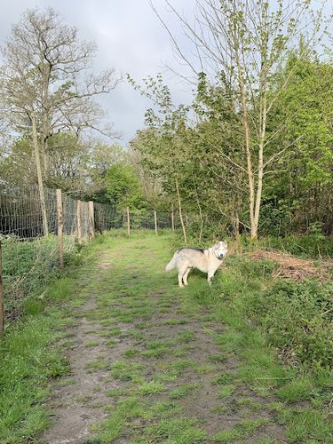 Etching Wood — secure dog field in Uckfield