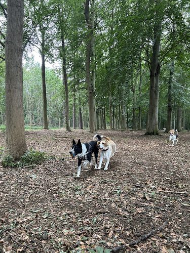 Paddock in the Pines — secure dog field in Brigg