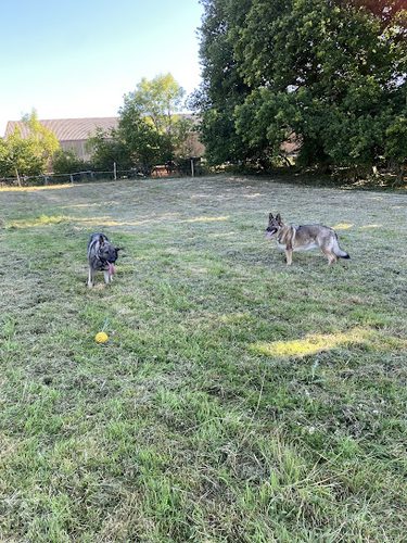 Maynards Secure Dog Field — secure dog field in Tunbridge Wells