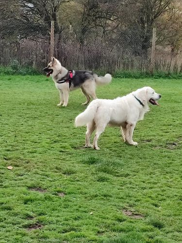 Run Free Dog Fields - Inverkeithing — secure dog field in Inverkeithing