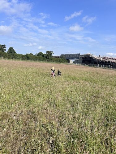 Grow Walkies - Headcorn — secure dog field in Ashford
