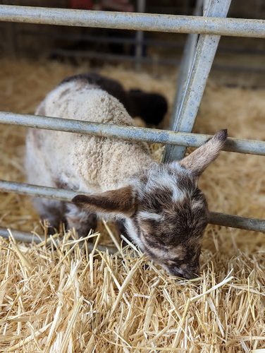 Park Farm Snettisham - Dog Paddock — secure dog field in King's Lynn