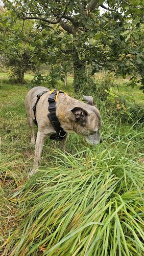 Fylde Dog Field — secure dog field in Thornton-Cleveleys