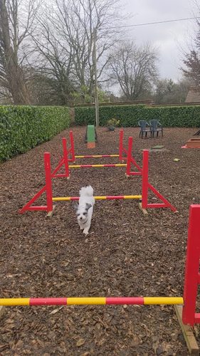 Wild at Hart Dog Play Park — secure dog field in Hemel Hempstead
