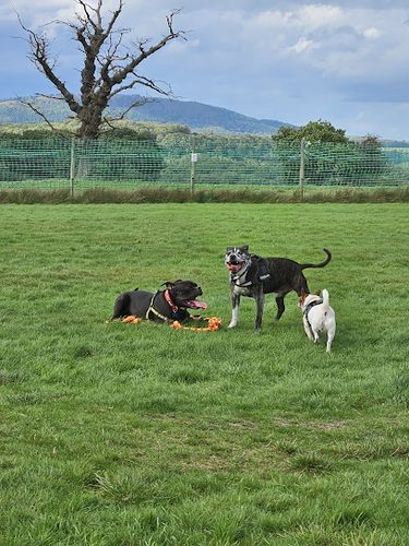 Noodle's Dog Park — secure dog field in Broseley