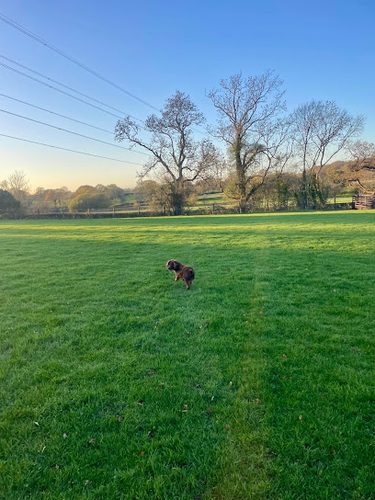Bromsgrove Secure Dog Field — secure dog field in Bromsgrove