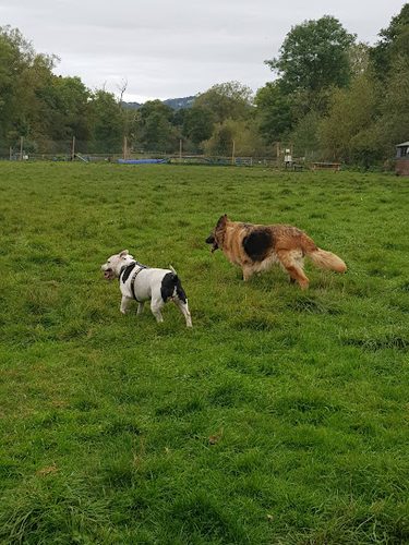 Doggy Daycare's STAY and PLAY Field — secure dog field in Halesowen