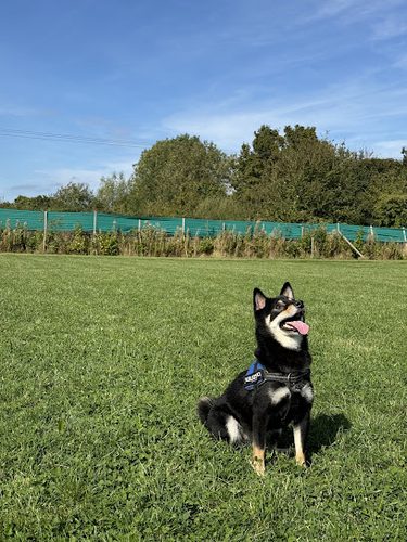 Lowfield Meadow Enclosed Dog Exercise Field — secure dog field in Leeds