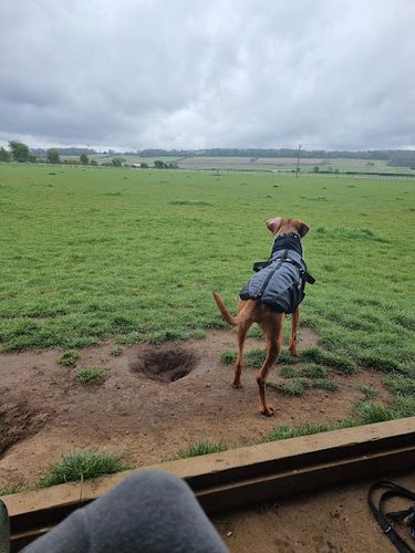 Tilly's off lead play park — secure dog field in Grantham
