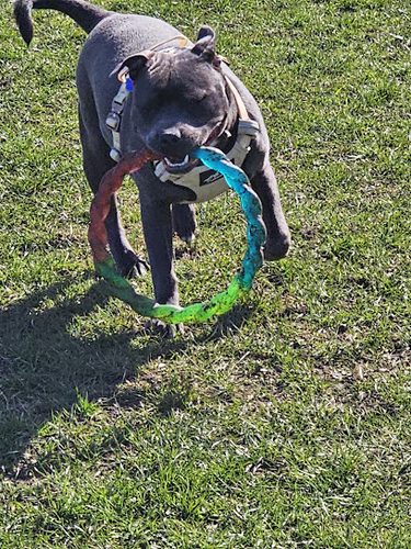 K9 Freedom Fields Coxhoe — secure dog field in Cornforth