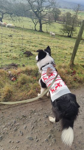 Laverock Indoor Dog Agility Arena — secure dog field in Barnard Castle
