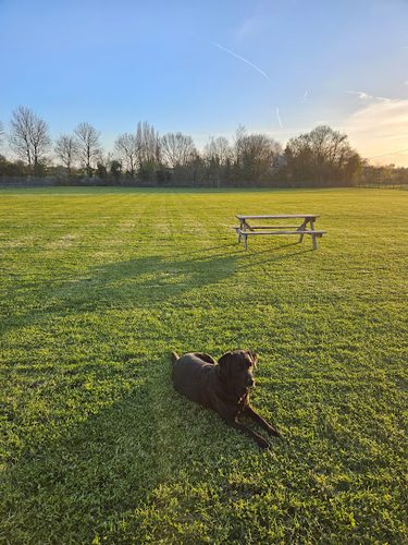 Oakleys Meadow Dog Walking Field — secure dog field in Sudbury