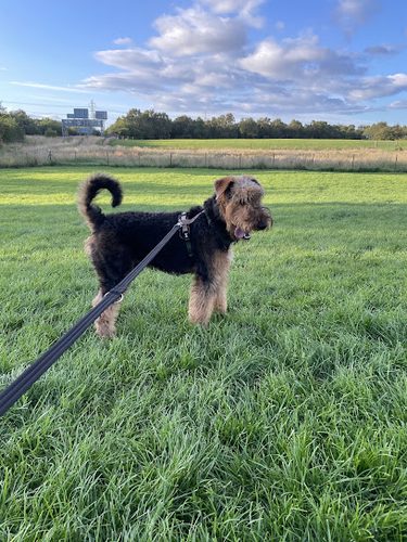 Run Free Dog Fields - Bargeddie — secure dog field