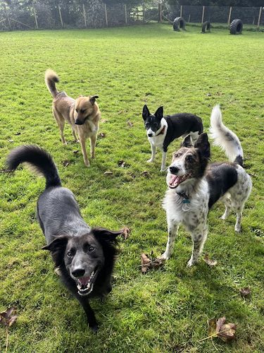 Freedom For Paws — secure dog field in Stoke-on-Trent
