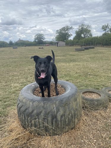 Thornborough Paws – Secure Dog Walking Field — secure dog field in Buckingham