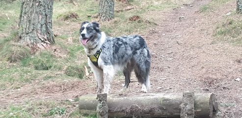 Drumgley Dog Park — secure dog field in Forfar