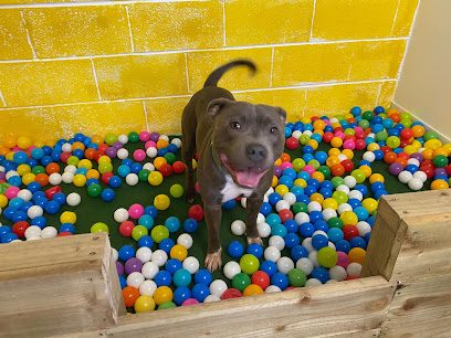 Neo's Neverland - Heathhall — secure dog field