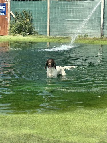 The House of Muddy Paws — secure dog field in Bury Saint Edmunds