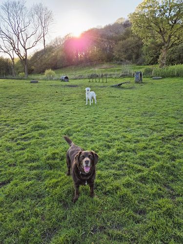 The Dogs Paddocks Romiley — secure dog field in Stockport