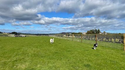 Learchild Dog Field — secure dog field in Alnwick