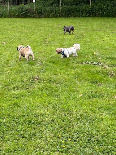 Freedom Dog Field — secure dog field in Honiton