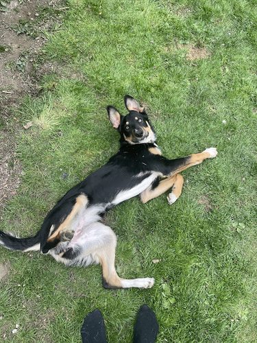 Charlie Bears Dog Play Park — secure dog field in Barnsley