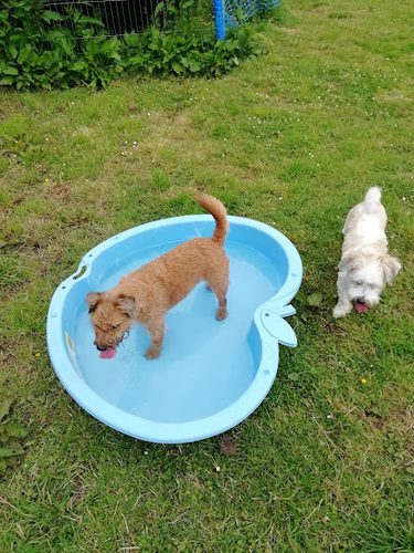 Newfield Dogrun — secure dog field in Kilmarnock