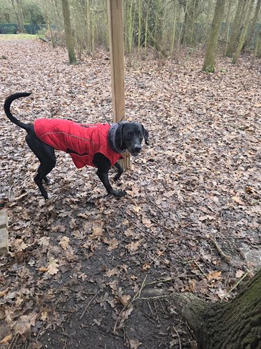 Humphrey's Happy Hounds Enclosed Dog Field Hire in Harold Wood — secure dog field in Romford