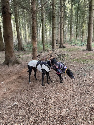 Woodland Dog Field — secure dog field in York