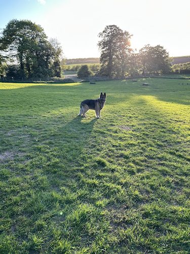 Eppleworth dog exercise park — secure dog field in Cottingham