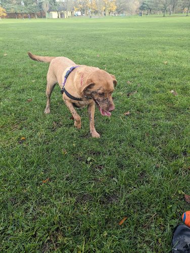Doggy Digs Durham — secure dog field