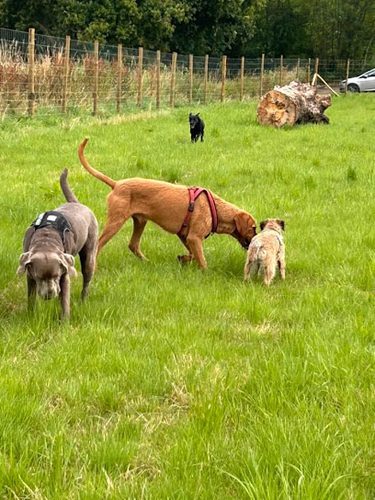 Happy Hounds of Newport Ltd — secure dog field in Newport