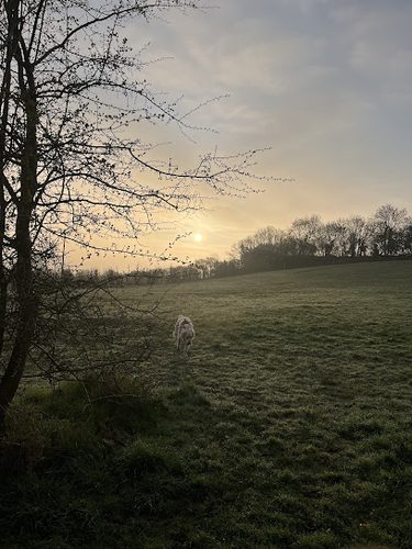 Liberty Fields Studley — secure dog field in Studley
