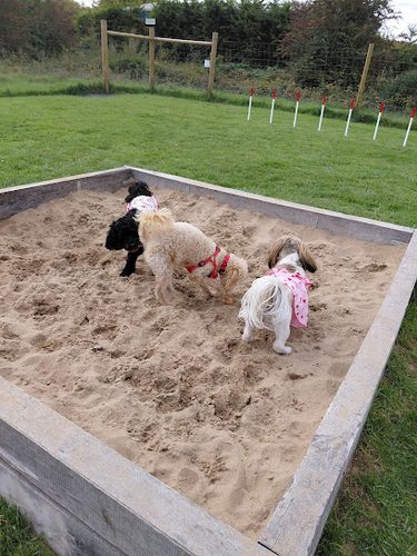 Woof Hall & Dog Field — secure dog field in Highbridge